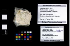 Foto (Objekt + Etikett) von Brachyura indet.  (NHMW-GEO-1990-0041-2807)